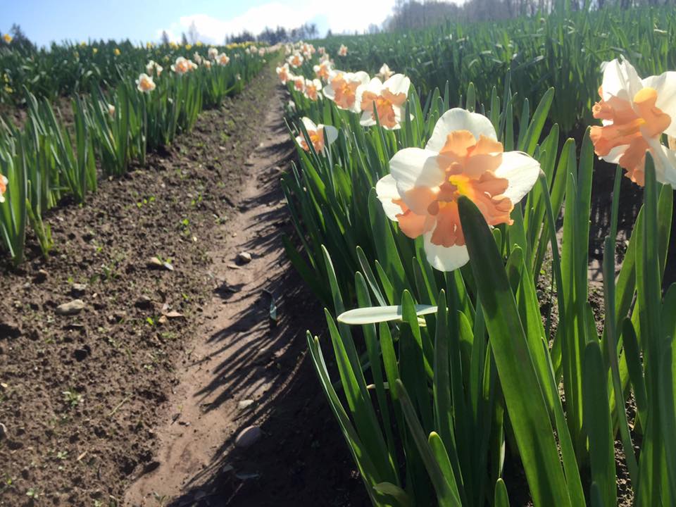 Daffodils Bradner BC