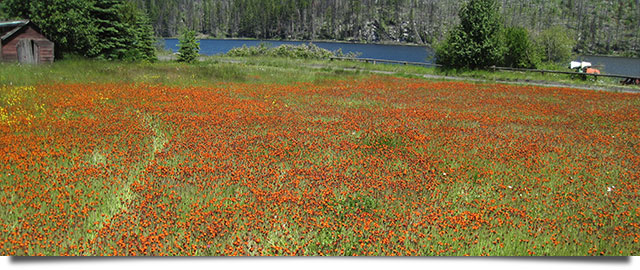 orange hogweed reducing forage Fraser Valley Weeds