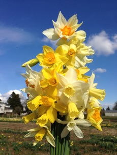 Bradner Daffodils McMath Farm Daffodil Show Abbotsford BC