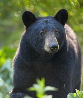 Bear Sighting Abbotsford BC