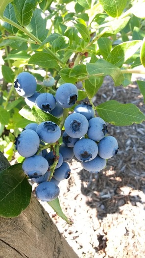 Organic you pick upick Blueberries Bradner BC