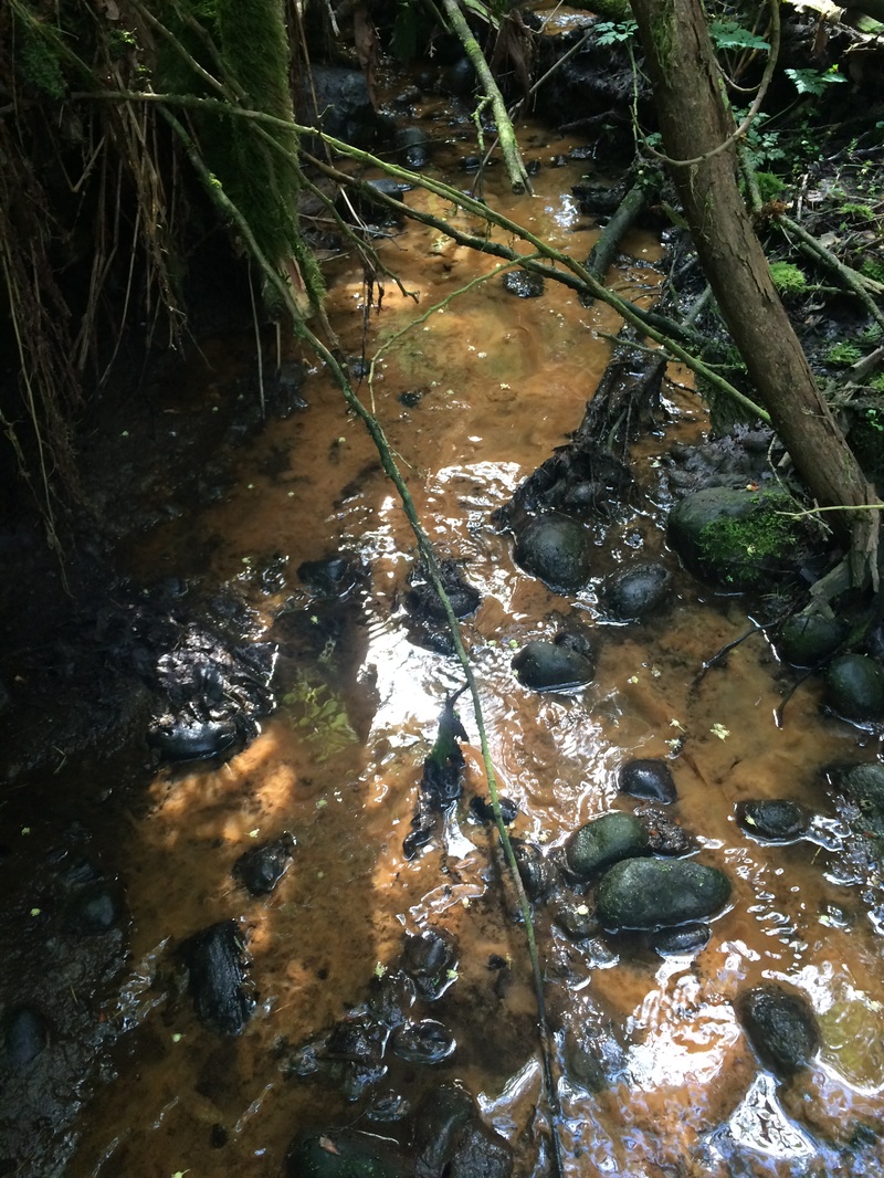 Orange slime in creek bed Abbotsford BC
