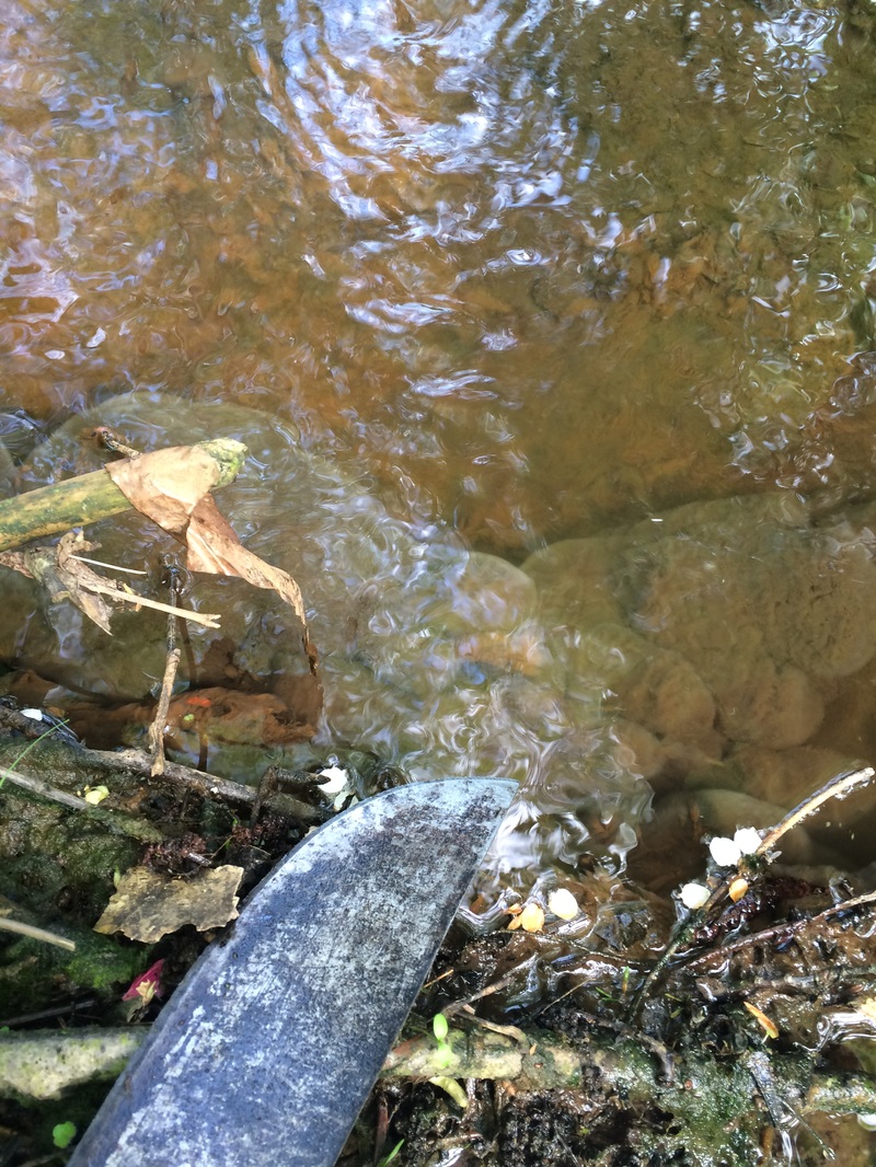 Grey slime growing in water Abbotsford BC