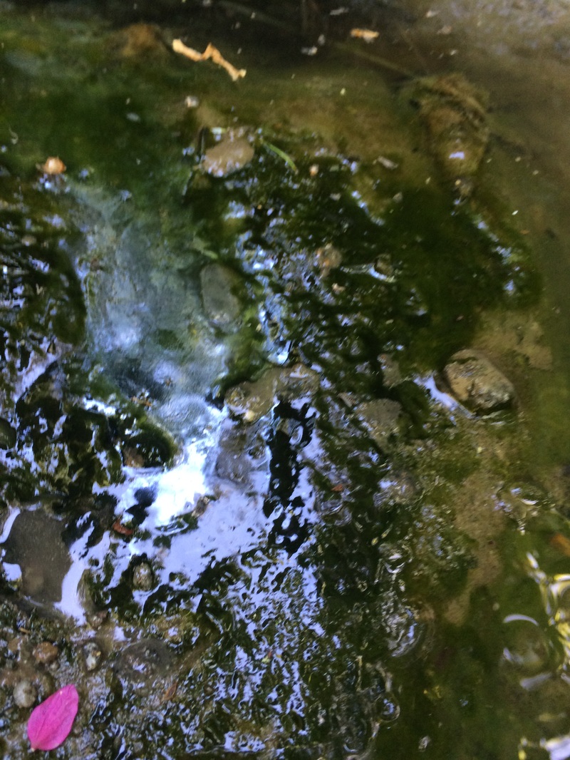 Mushroom Composting site pollutes salmon bearing waterways Bradner BC