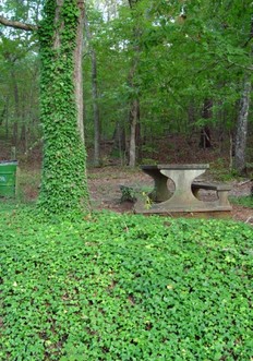 Invasive English Ivy in Bradner Park
