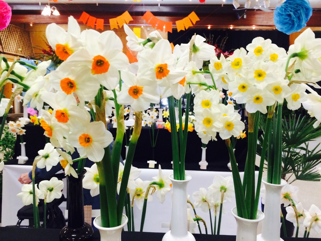 Fatkin Daffodils Bradner Flower Show Abbotsford BC