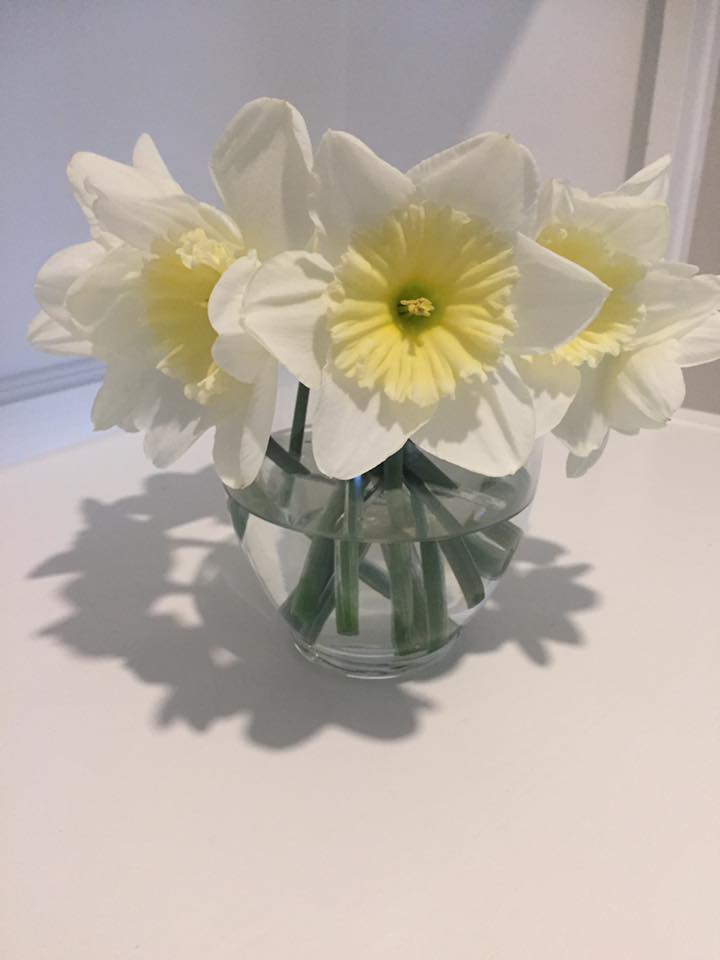 Daffodils BC