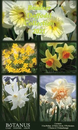Bradner Daffodil Bulb Sale