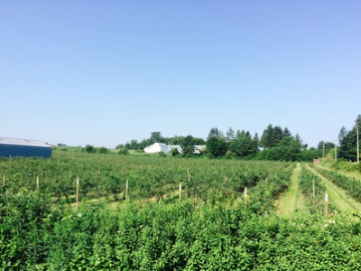 Blueberry field in Bradner BC